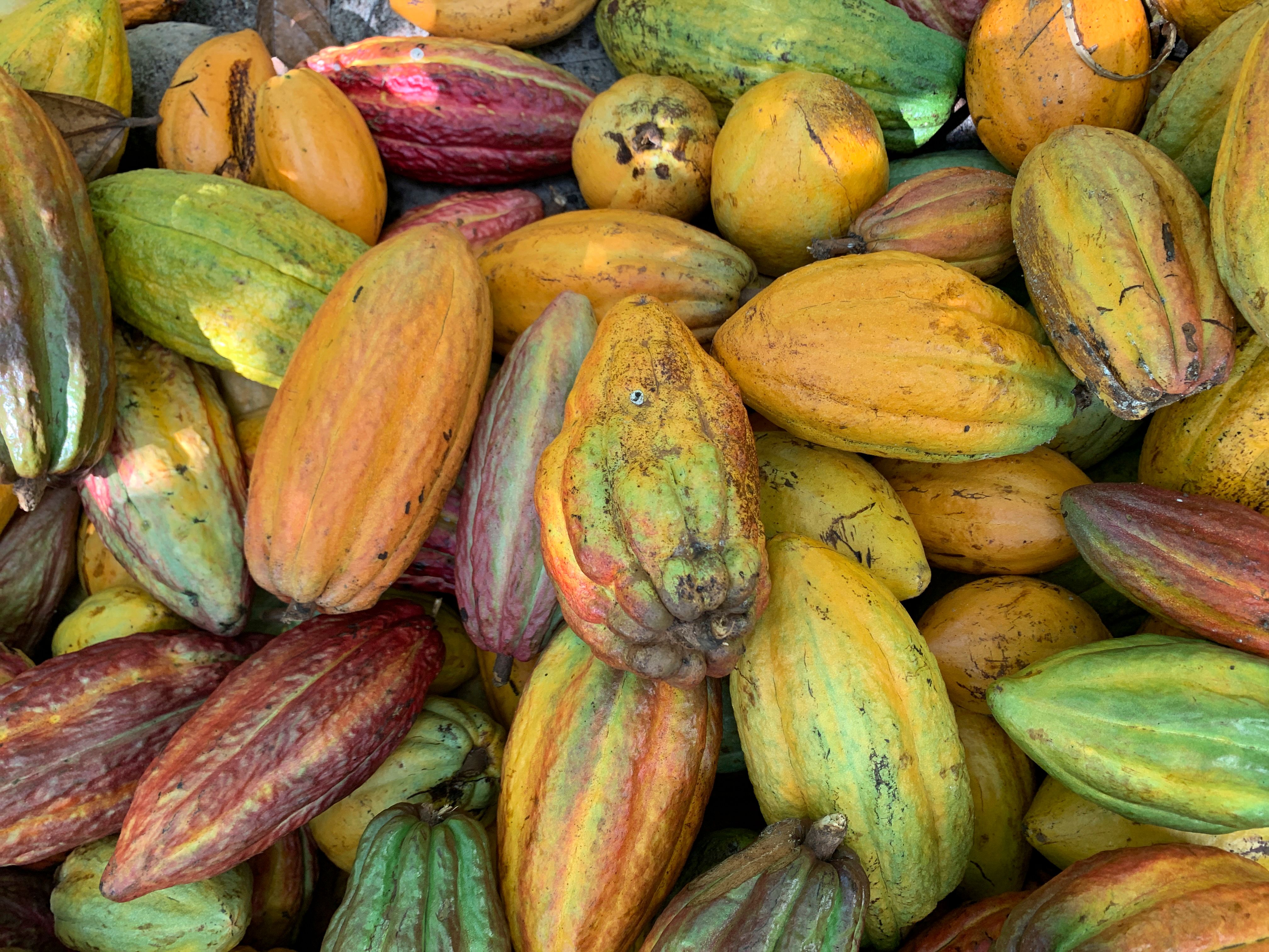 Vainas de cacao recién cosechadas en una finca de África Occidental