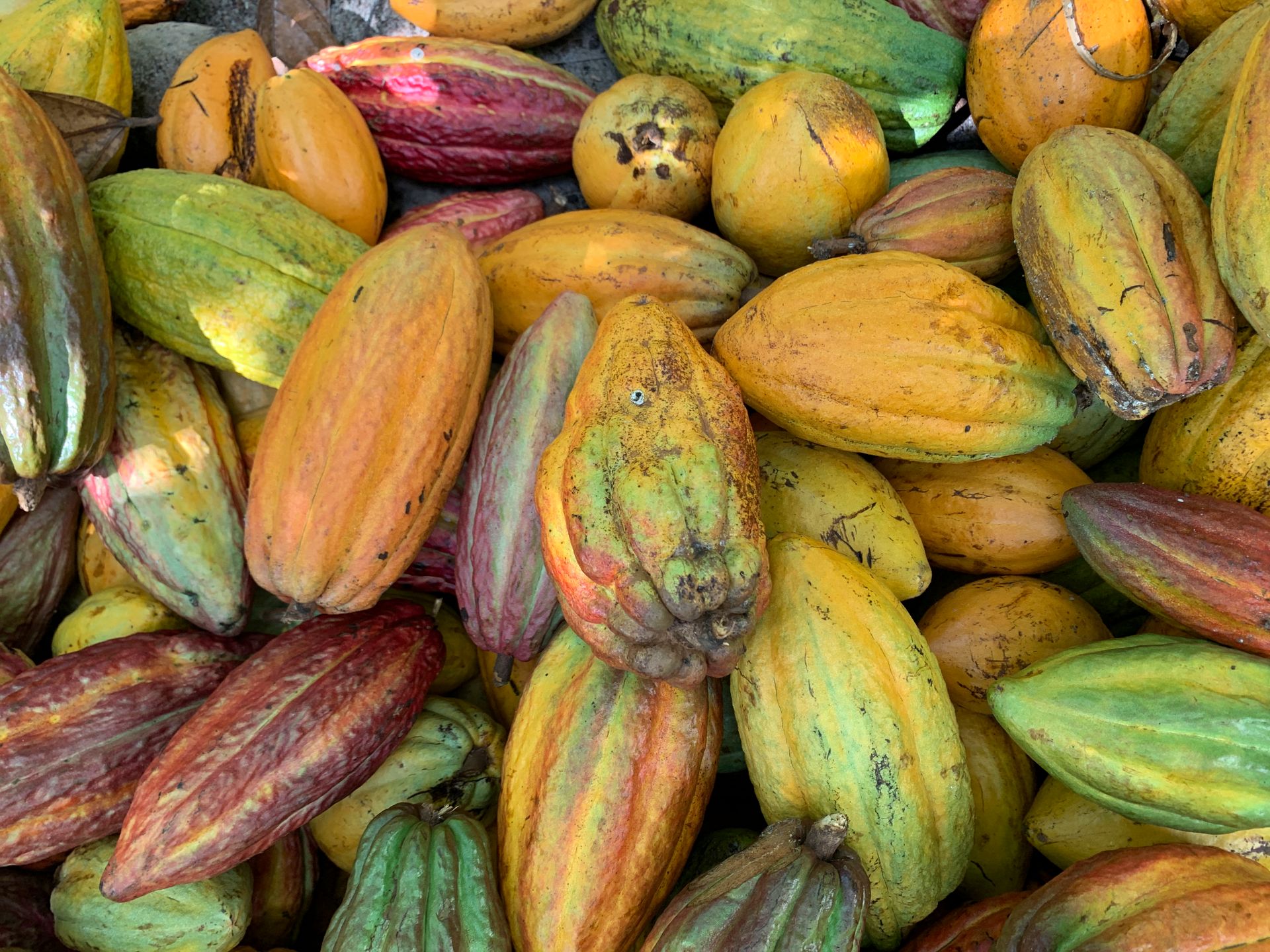 Vainas de cacao recién cosechadas en una finca de África Occidental
