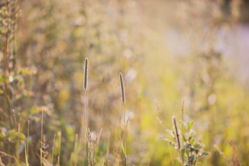 Free Tranquil meadow scene with sunlit grasses at golden hour, evoking a peaceful and natural setting. Stock Photo