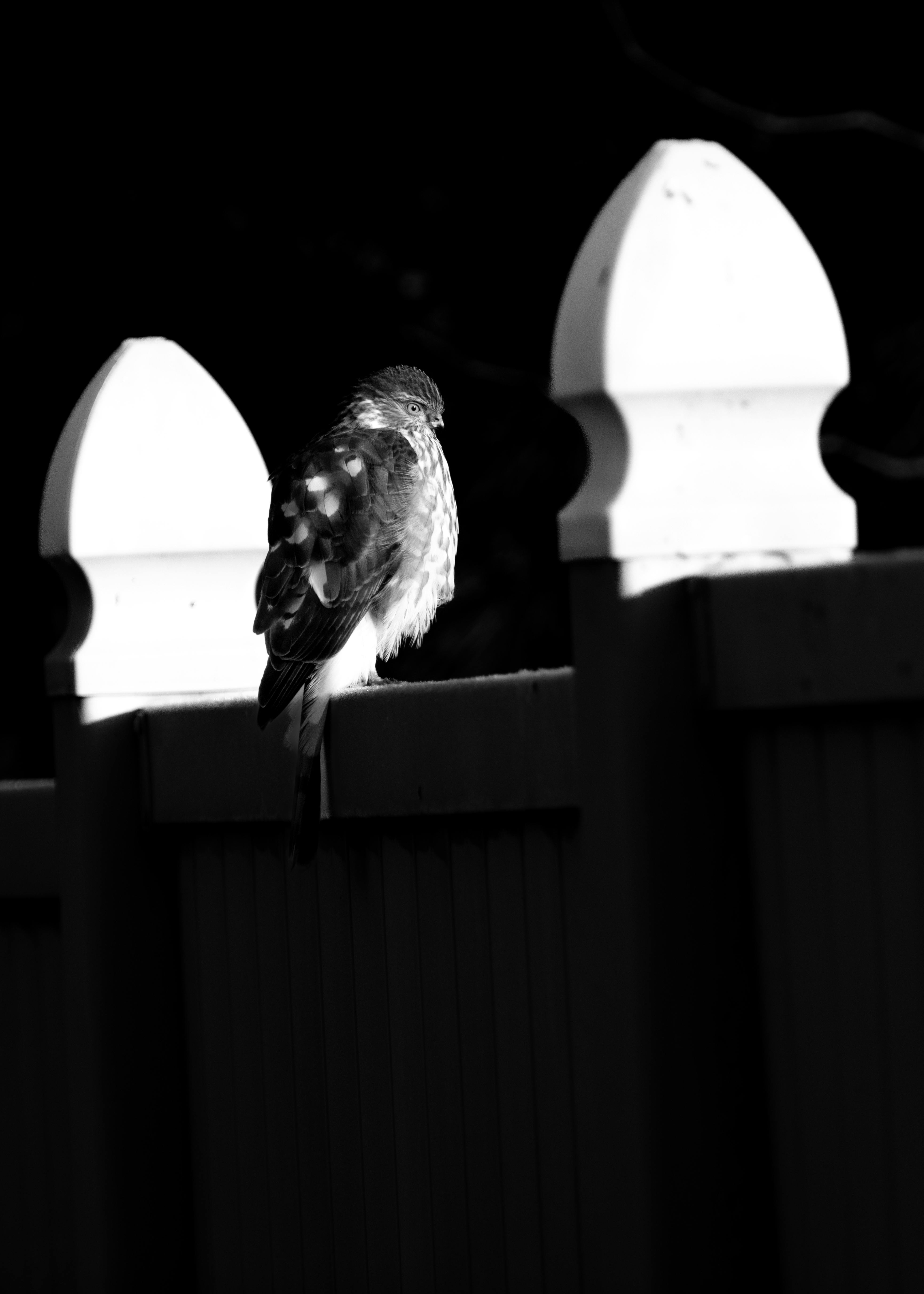 Zadarmo Monochromatický záber jastraba s ostrými holeňami sediaceho na plote vo Wenatchee v štáte Washington. Fotka z fotobanky