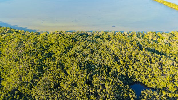 Stunning aerial shot of vibrant green mangrove forest meeting tranquil waters in Apollo Beach, Florida.