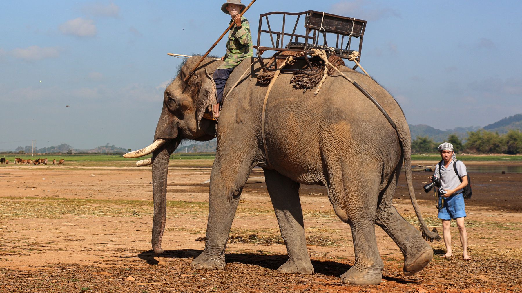 A man rides an elephant on a sunny day in the rural landscape of Dak Lak, Vietnam.