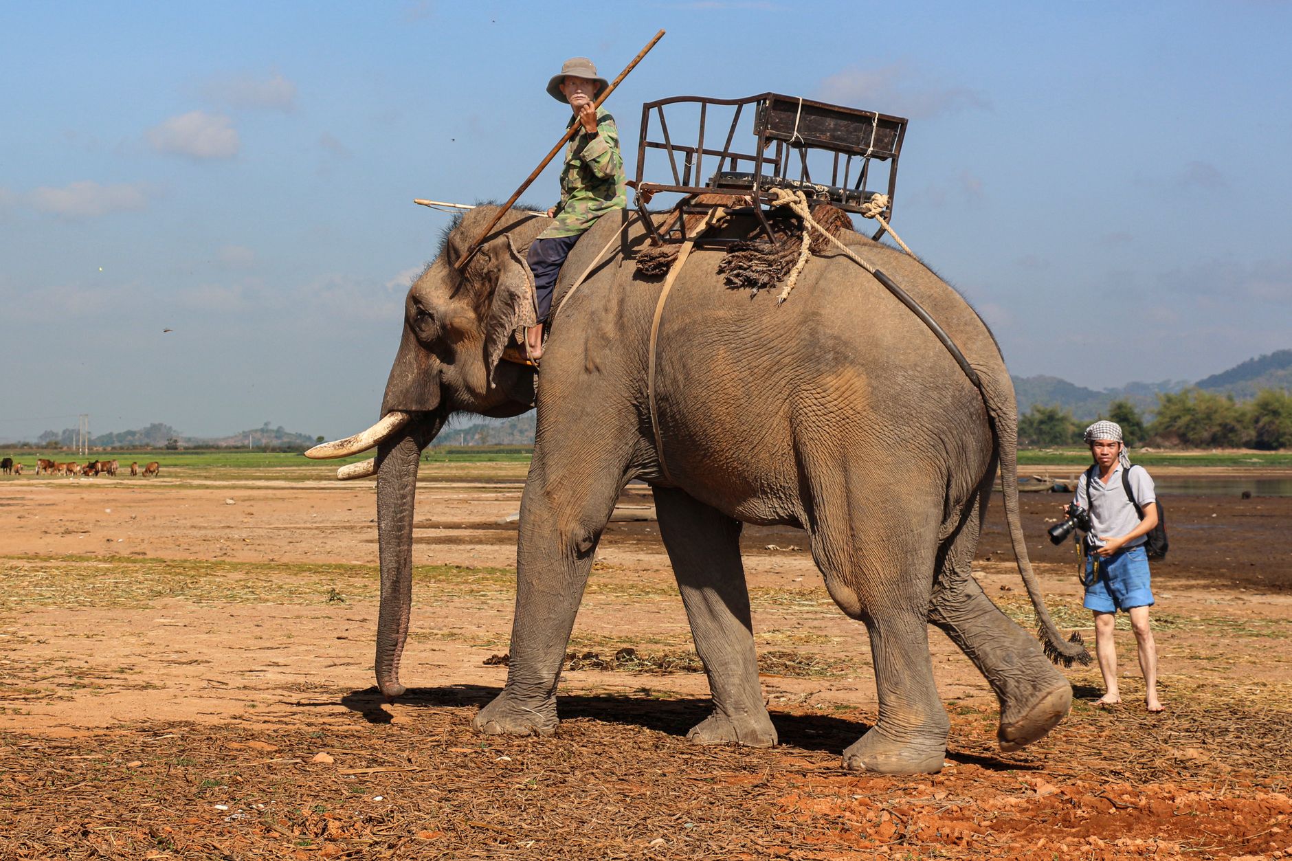 A man rides an elephant on a sunny day in the rural landscape of Đắk Lắk, Vietnam.