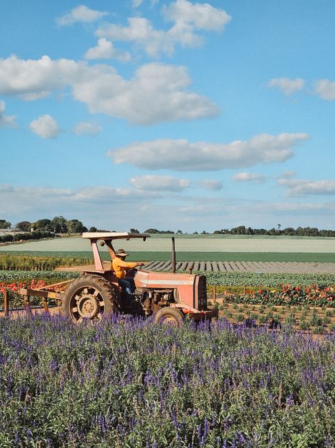 A farmer rides a tractor through a colorful flower field under a blue sky.