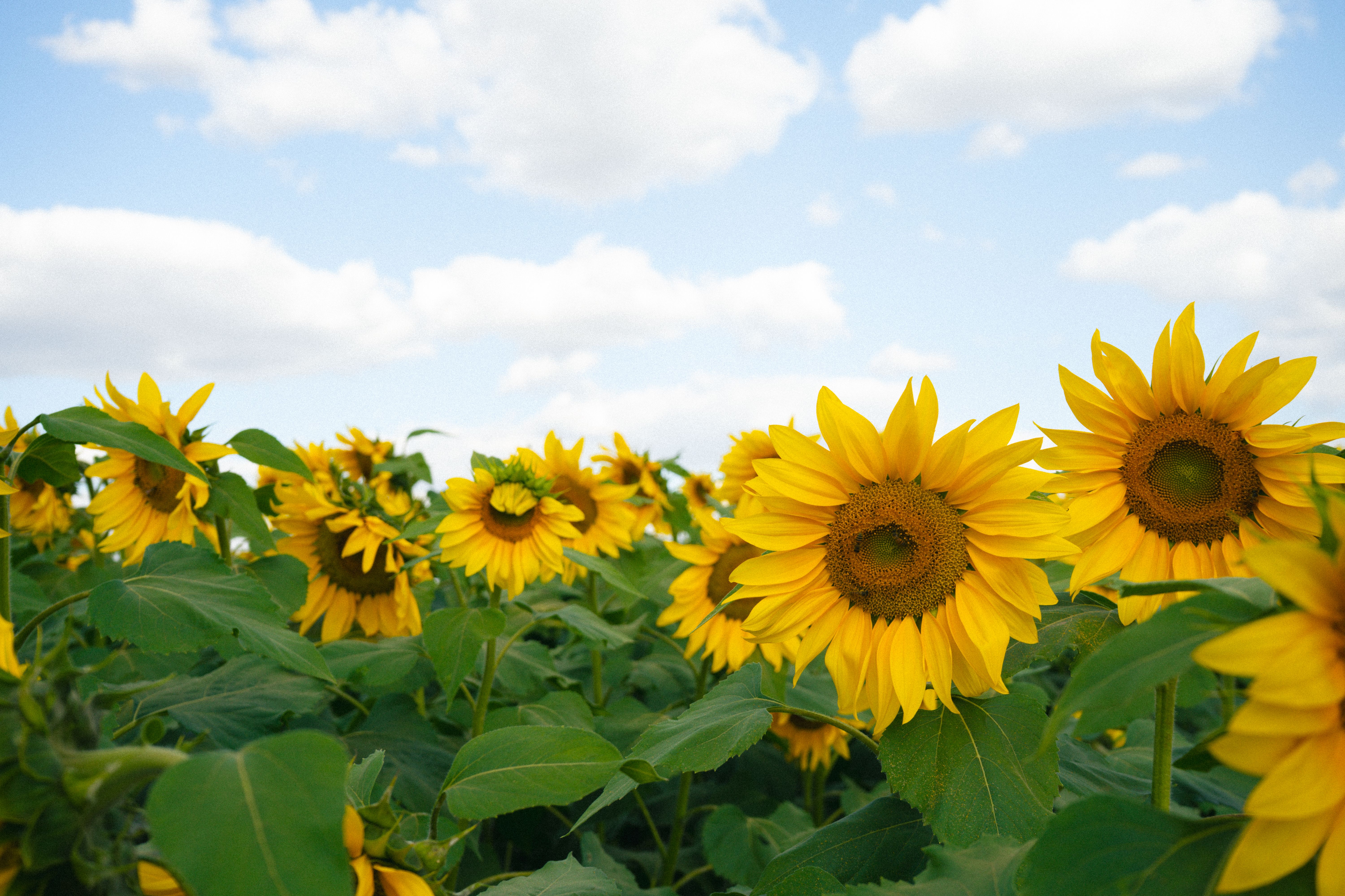 Vibrant Sunflower Field Under Bright Blue Sky · Free Stock Photo
