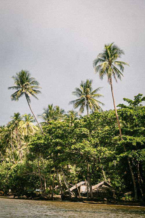 Free Idyllic tropical landscape with palm trees overlooking a traditional house in Papua New Guinea. Stock Photo