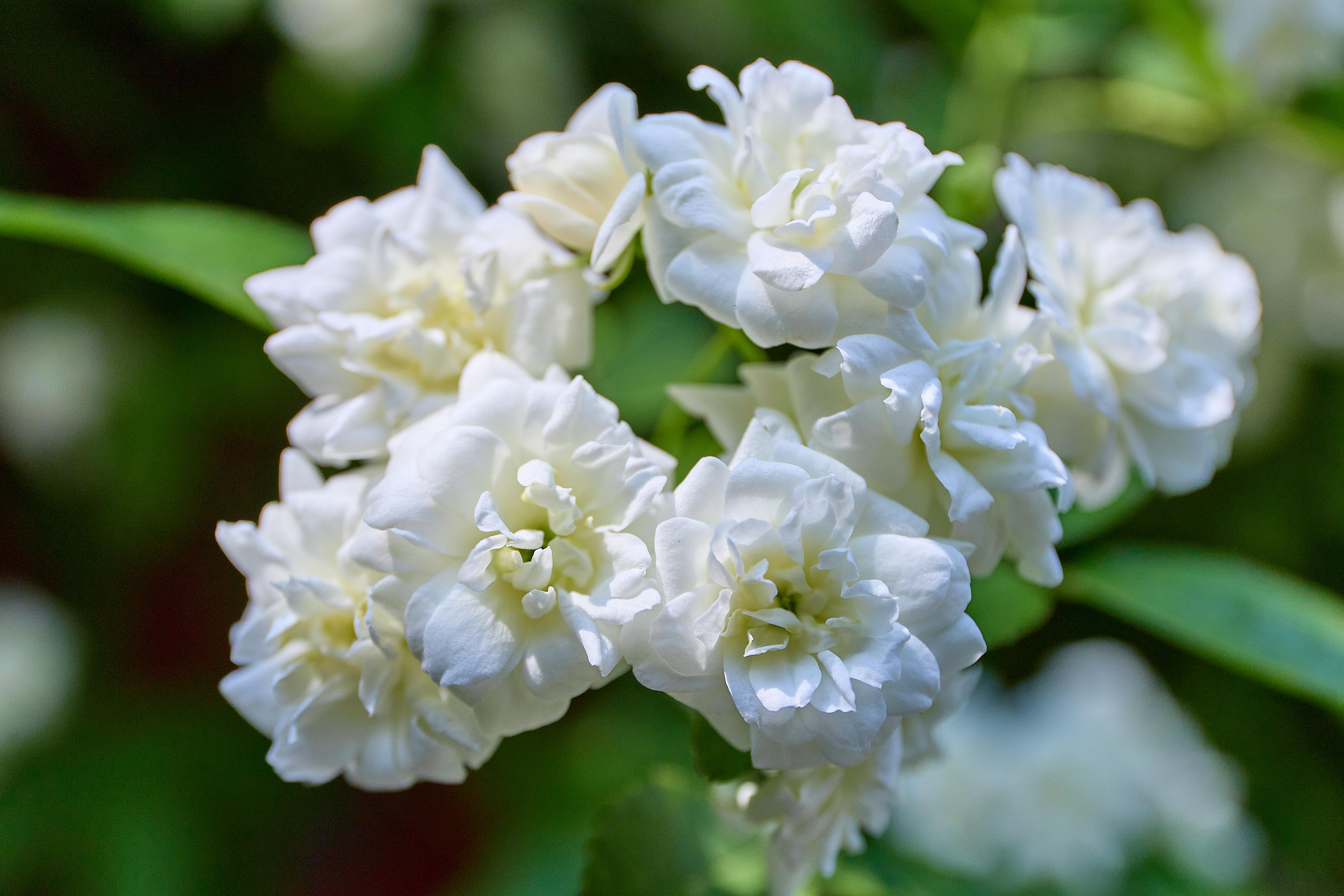 MORN, 8485, Basht, Jasmine Myra and Quiet Light lead this week's New Music Discovery playlist — Photo by 开 心 on Pexels