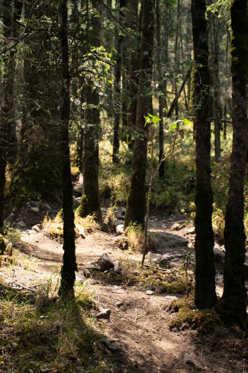 Free Sunlit forest path winding through lush woodland, creating a serene and tranquil scene. Stock Photo