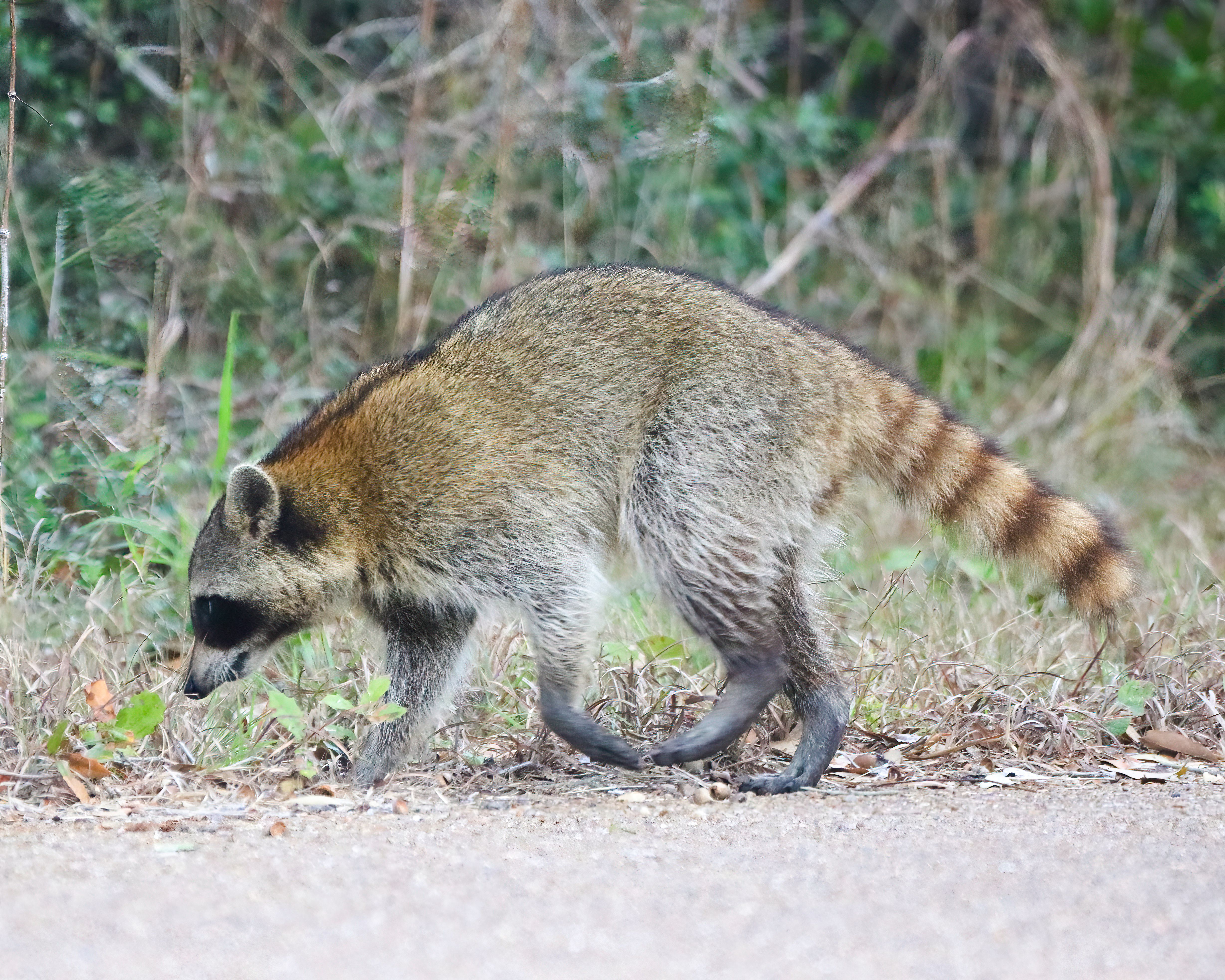 Raccoon in Natural Habitat on Rural Path · Free Stock Photo
