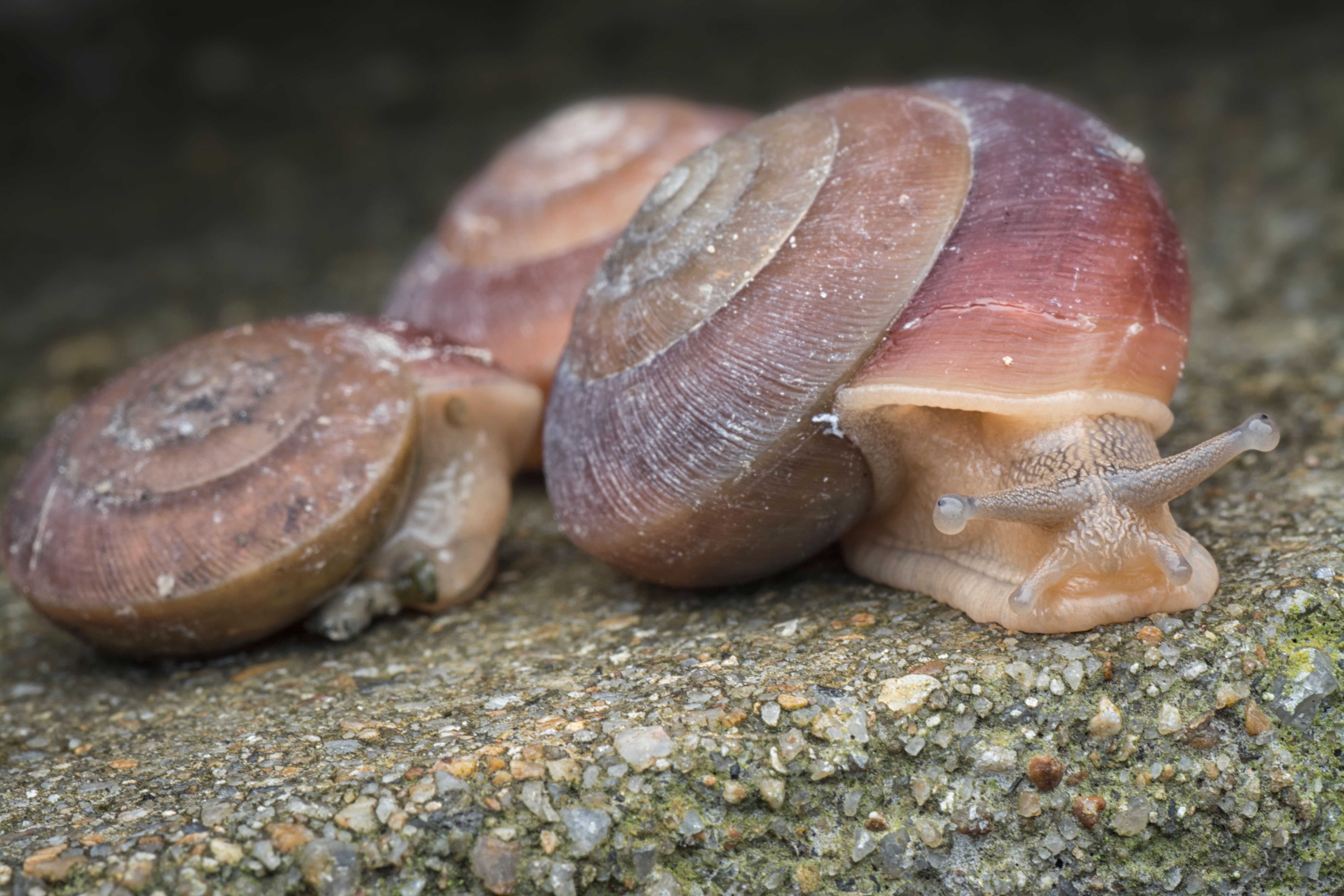 snails go inside their