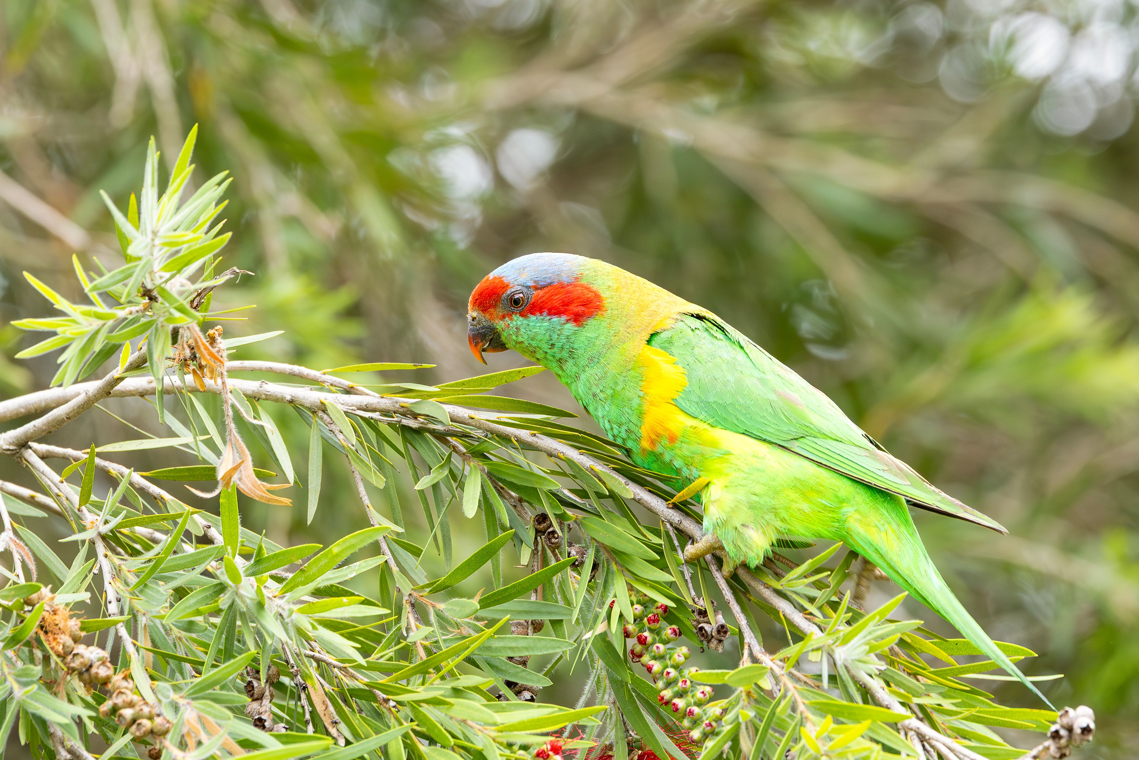 Colorful Musk Lorikeet in Australian Bushland · Free Stock Photo