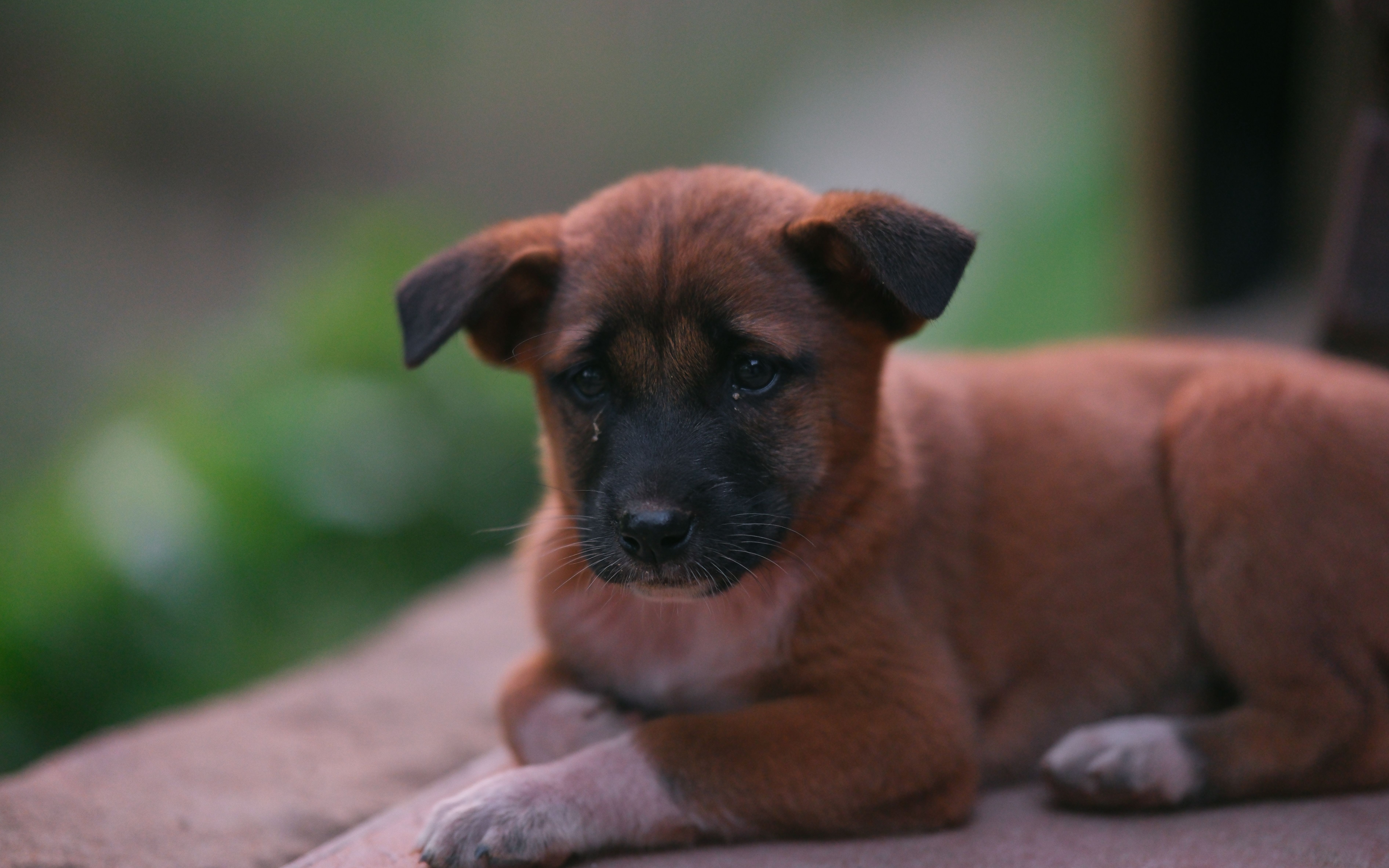 Portrait of a dog at a veterinary clinic