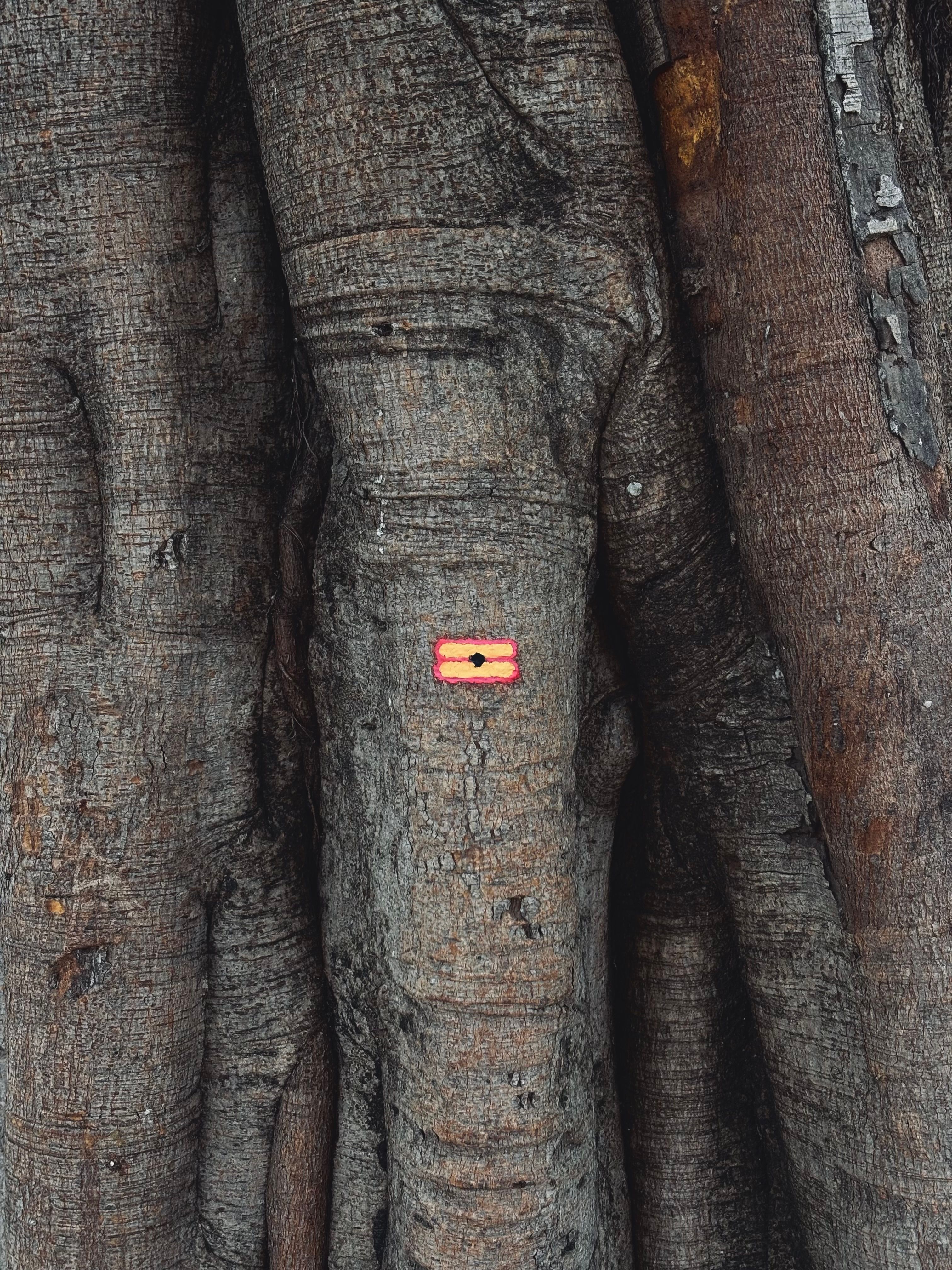Fotomural Vista detallada de troncos de árbol con una marca pintada que resalta la textura y los patrones orgánicos.