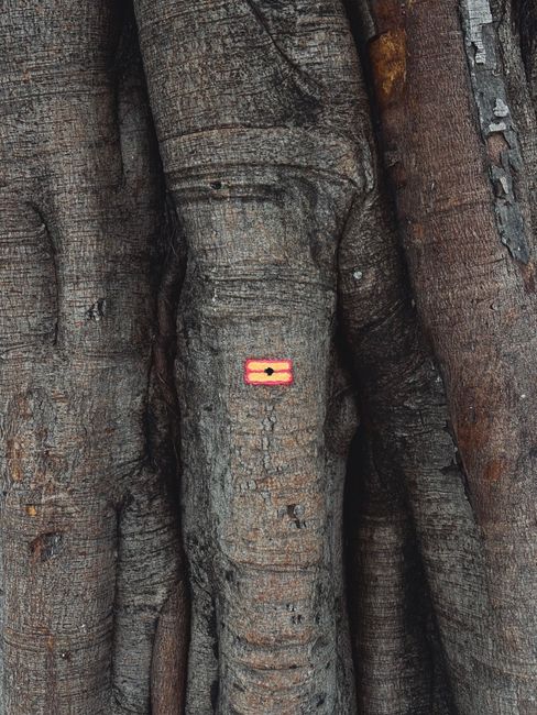 Fotomural Vista detallada de troncos de árbol con una marca pintada que resalta la textura y los patrones orgánicos.