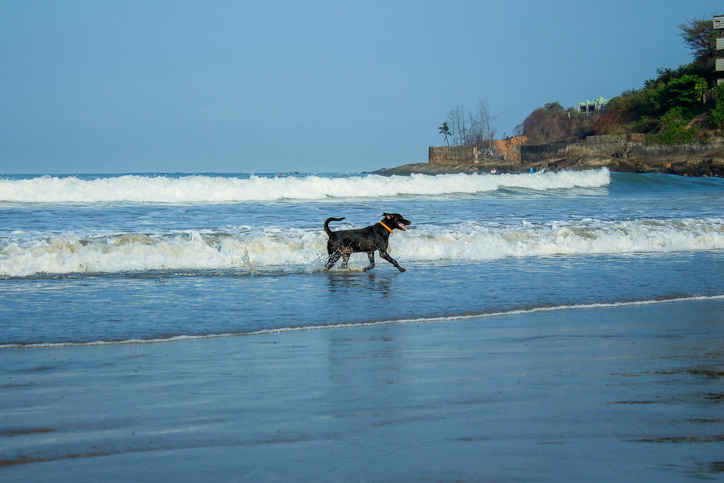 Image related to Common Mistakes in dog health