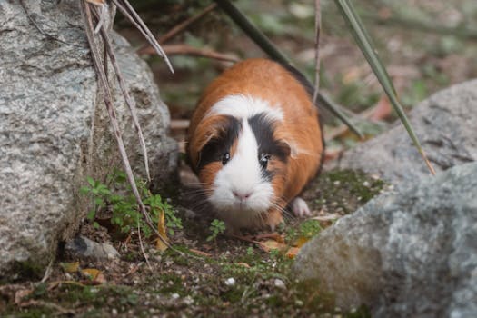 Cute tricolor guinea pig exploring a natural outdoor habitat among rocks and greenery.