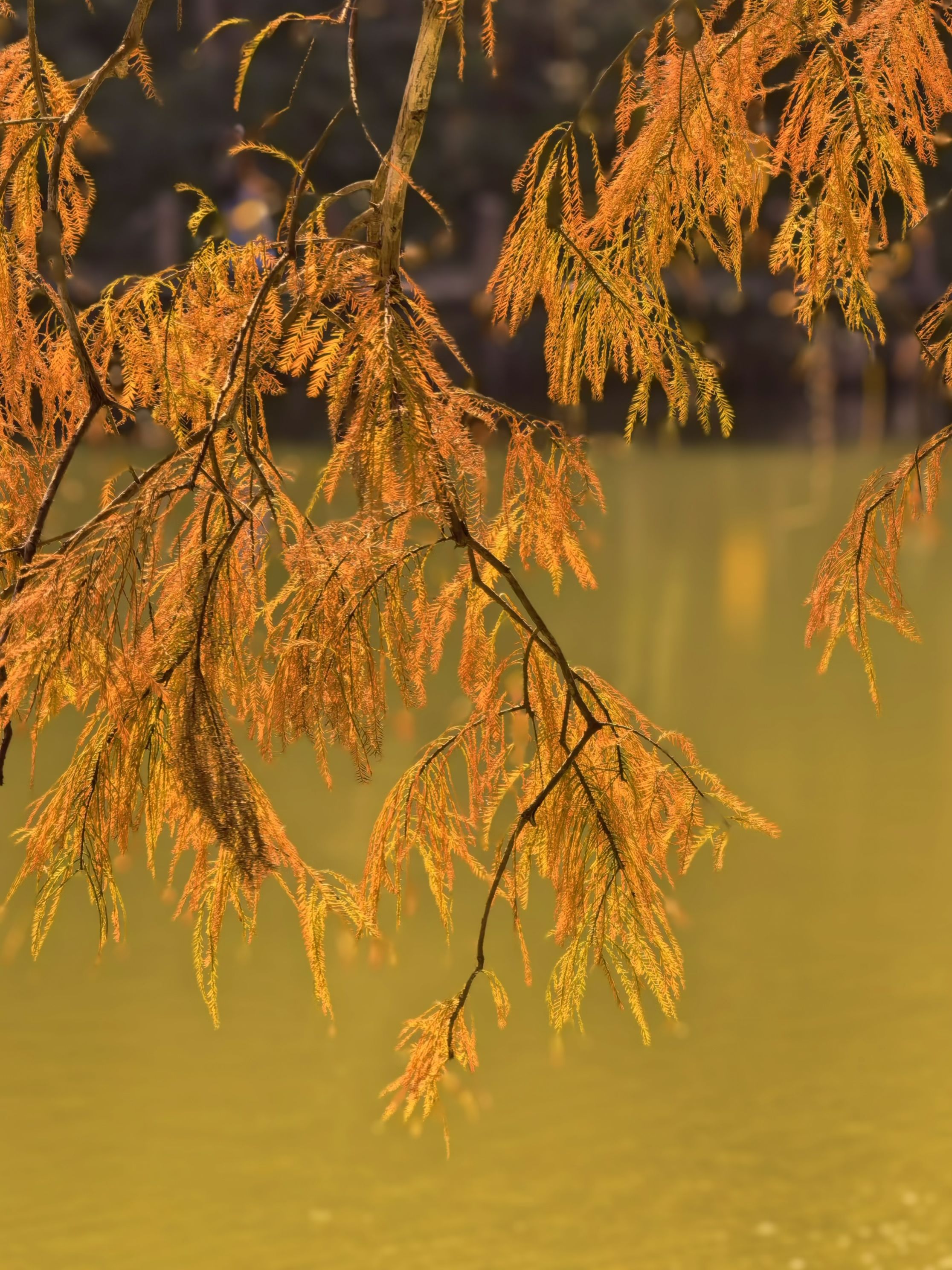 Golden Autumn Leaves Over Tranquil Lake Reflection · Free Stock Photo