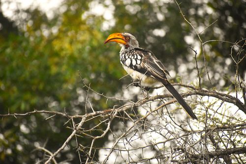 Free Southern Yellow-billed Hornbill perched on a tree in Kruger Park, South Africa. Stock Photo