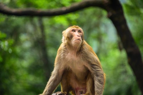 Free Close-up of a Rhesus Macaque amidst a vibrant green forest, showcasing natural wildlife beauty. Stock Photo
