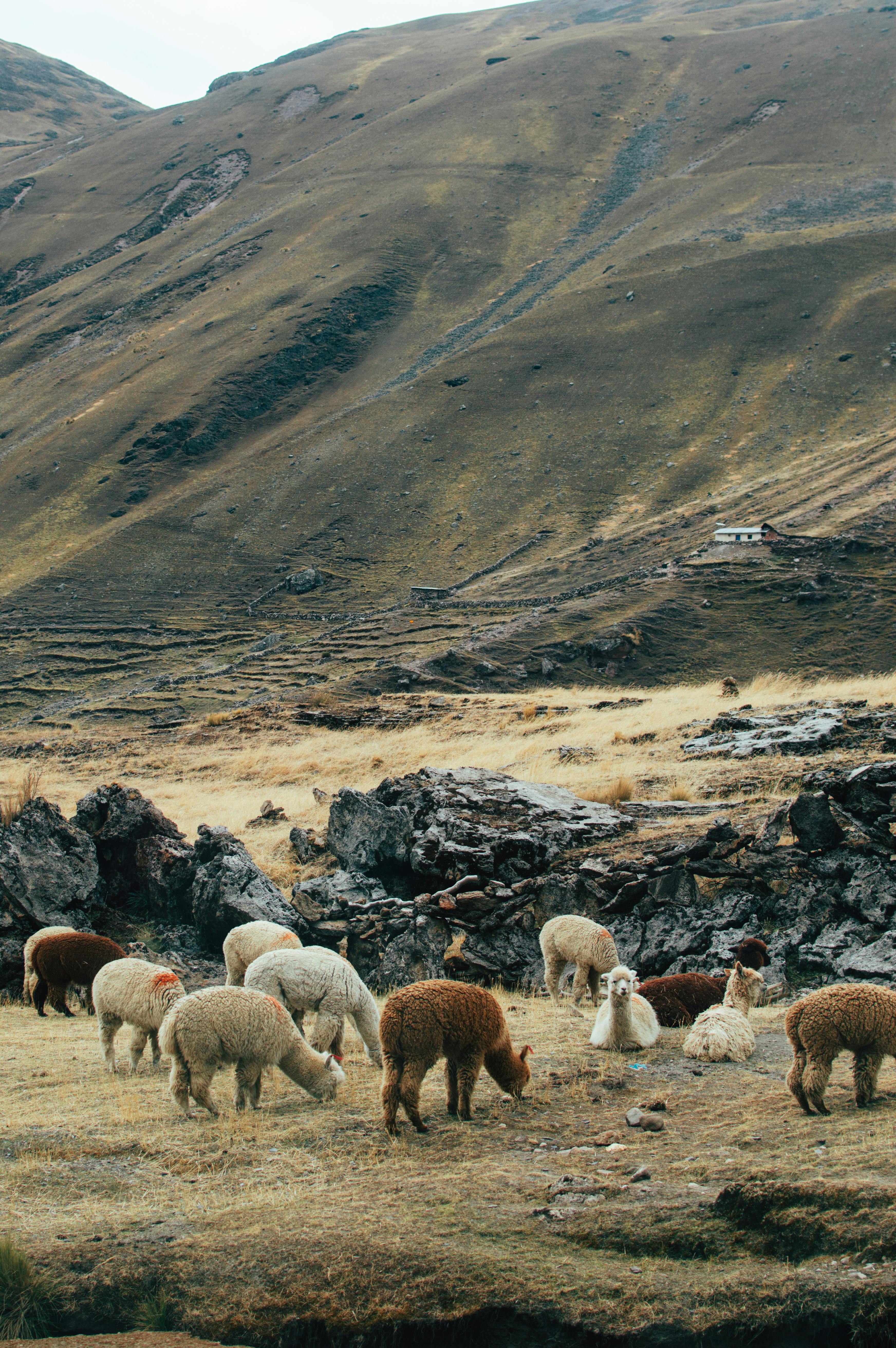 Peaceful alpacas grazing in the stunning Andes mountains of Cusco, Peru.