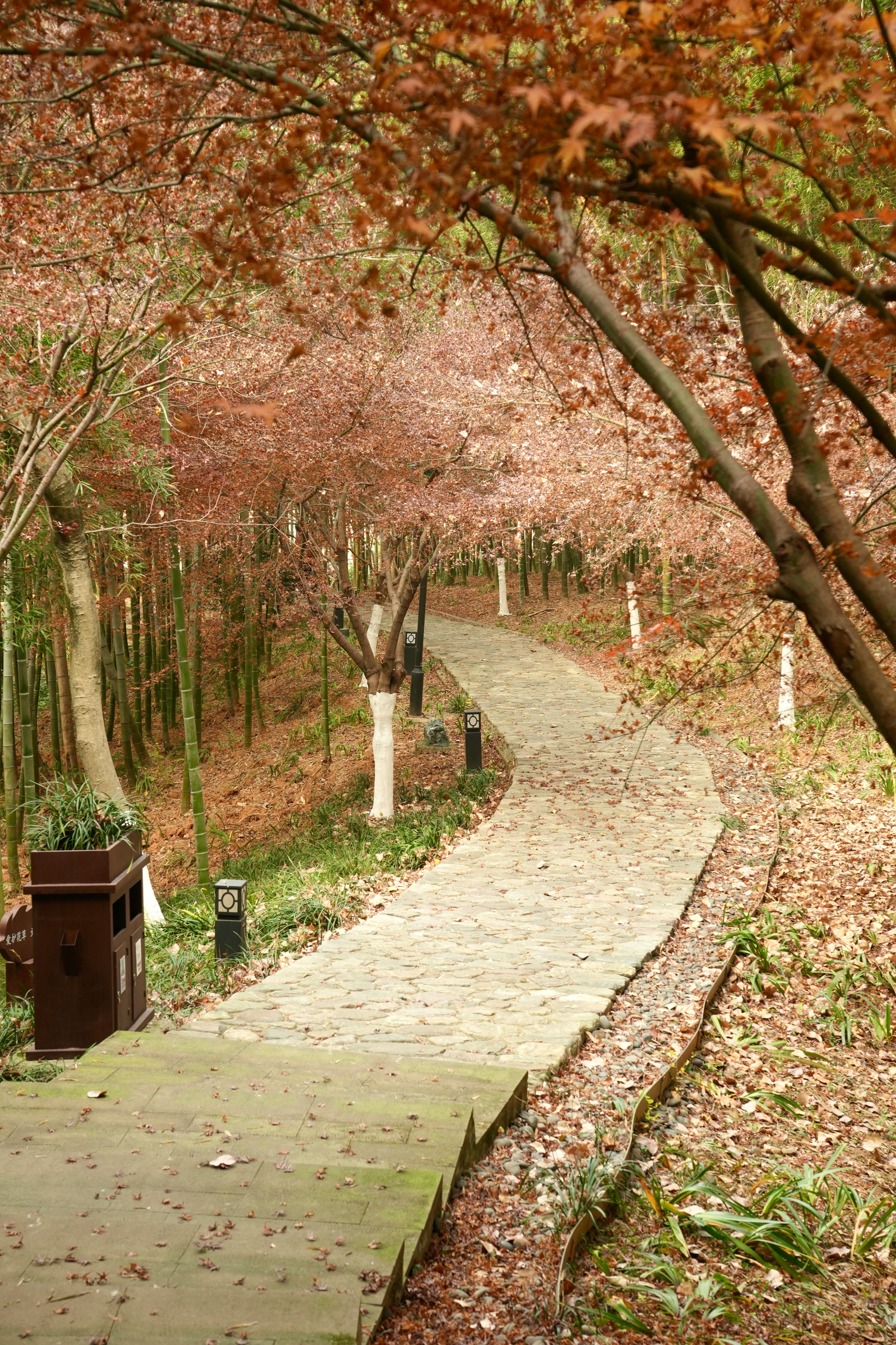 Explore a winding stone pathway through a peaceful autumn forest adorned with golden and red leaves.
