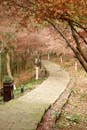 Serene Autumn Pathway in a Tranquil Forest Setting