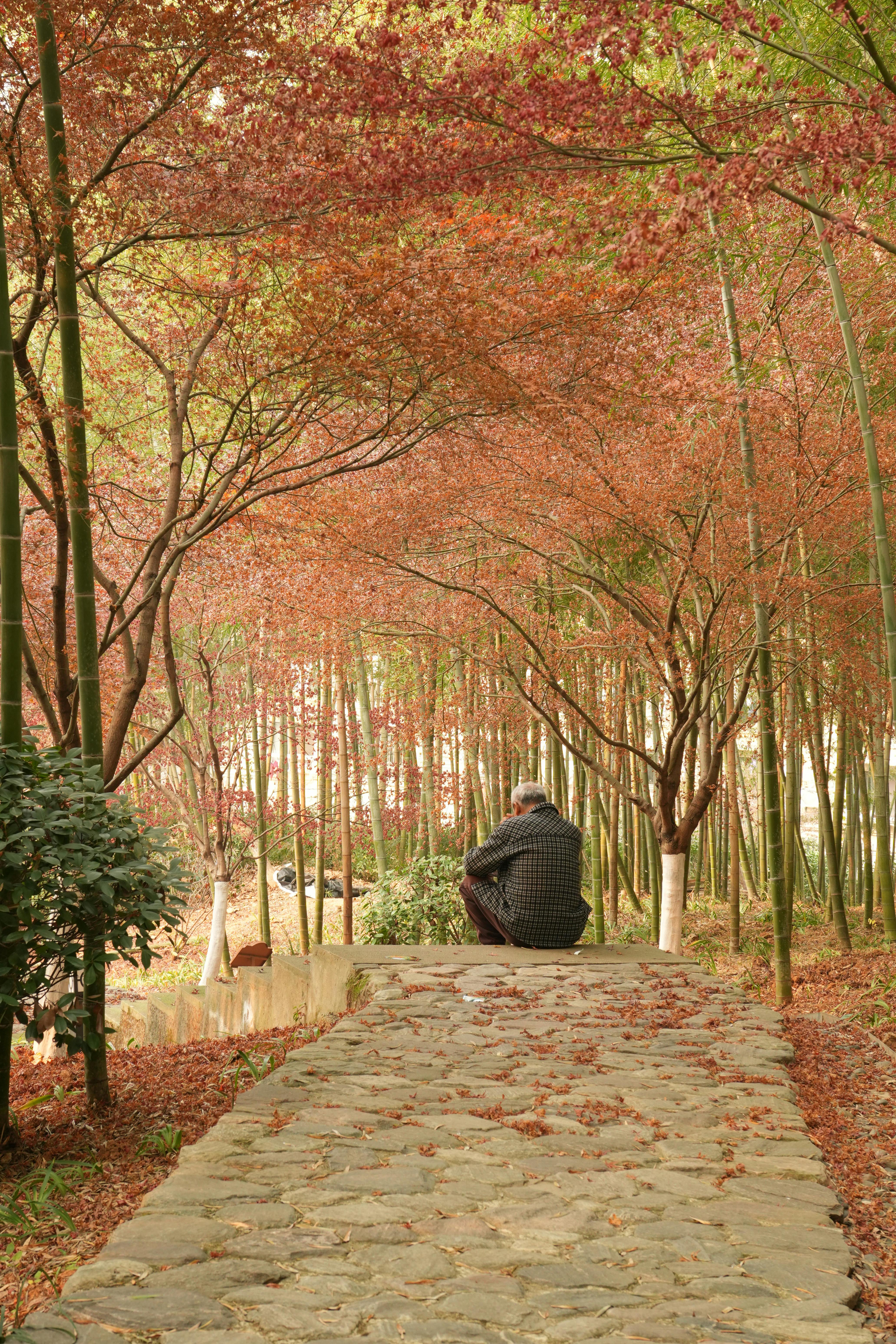 Serene Autumn Pathway in Tranquil Park Setting