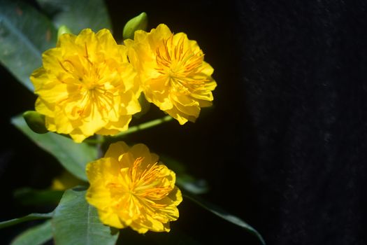 Bright yellow flowers captured in vibrant detail with leaves., quebra-cabeça online gratuito em JigsawPuzzlesFreeOnline.org