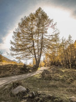 Beautiful autumn scenery featuring a solitary tree along a winding path in a mountainous forest.