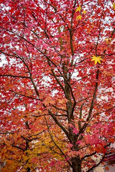 A striking tree showcasing vibrant red and yellow leaves in fall, highlighting the beauty of autumn.