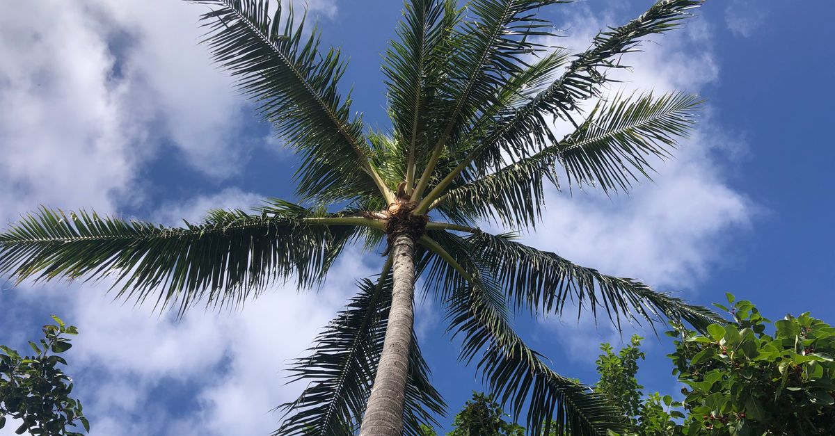 Photo by Sammy Miyamoto A vibrant palm tree reaching towards a clear blue sky, captured in sunny Honolulu, Hawaii.