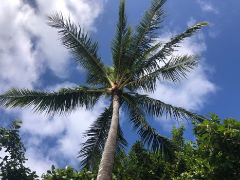Photo by Sammy Miyamoto A vibrant palm tree reaching towards a clear blue sky, captured in sunny Honolulu, Hawaii.