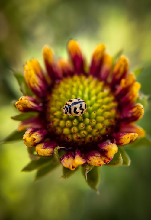 Free Macro shot of a ladybug resting on a colorful flower bloom with vivid petals. Stock Photo