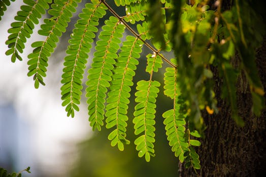 Vibrant green tamarind leaves lit by sunlight, showcasing nature's serene beauty.