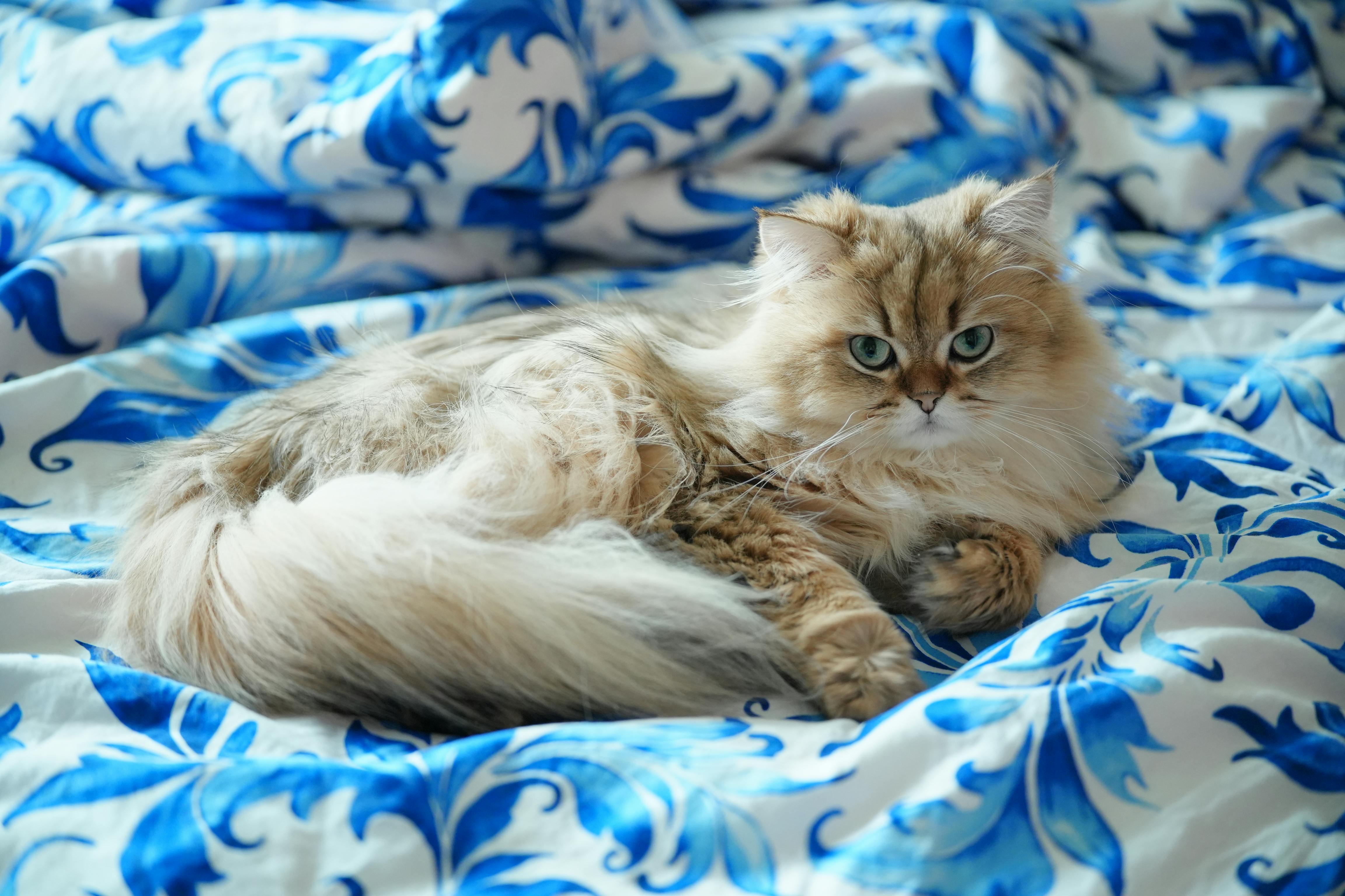 pexels-photo-35589322.jpeg?auto=compress&cs=tinysrgb&h=650&w=940