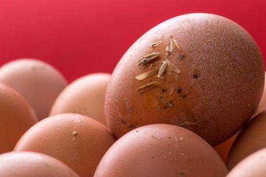 Egg