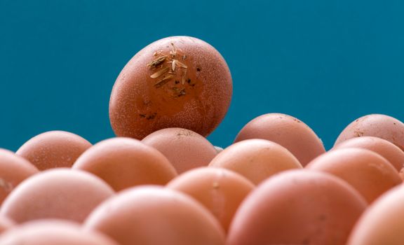Organic Brown Eggs Blue Sky — kidney-friendly food