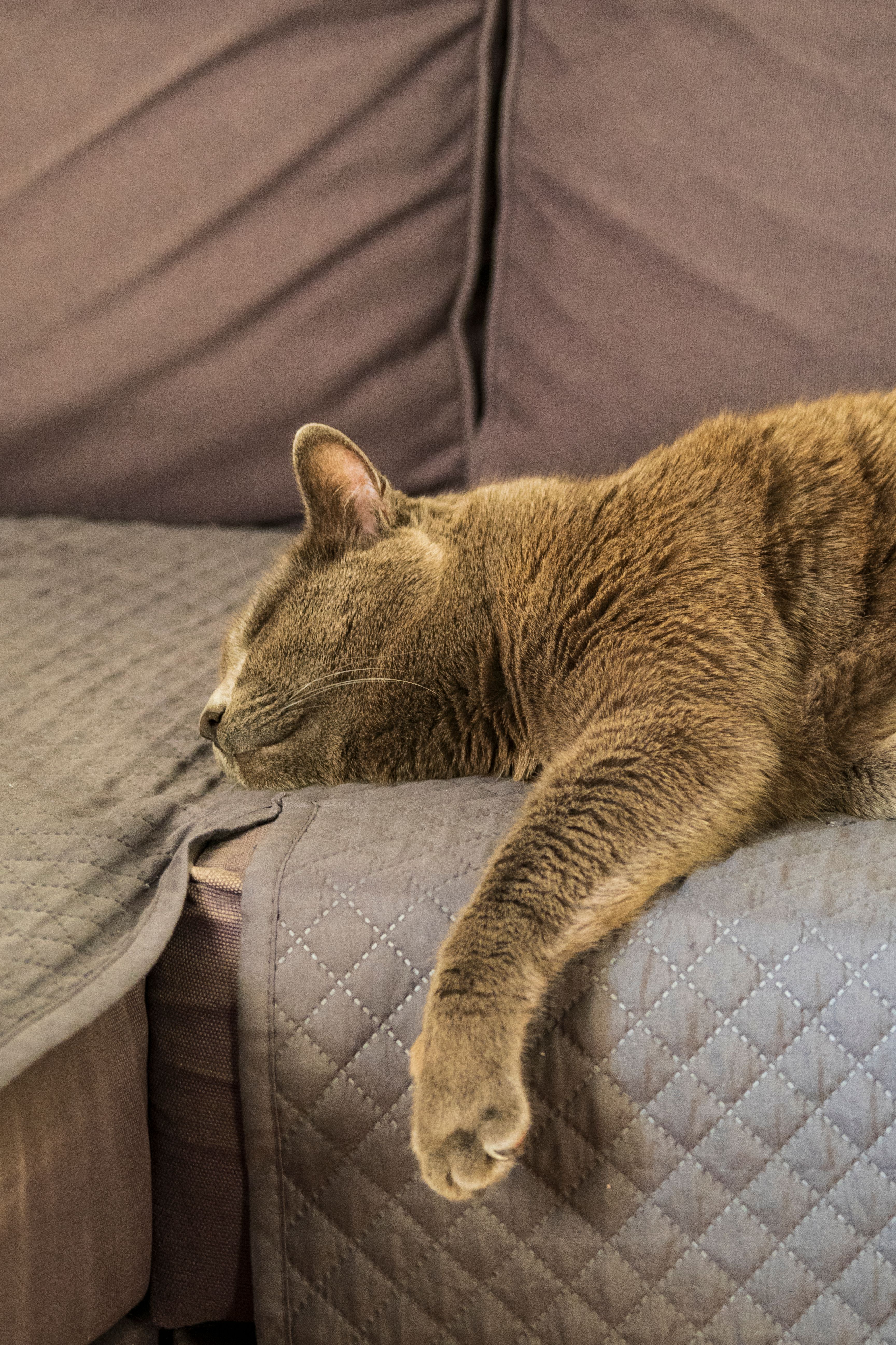 Gratis Un gatto soriano che fa un pisolino tranquillo su un comodo divano, trasmettendo calma e relax. Foto a disposizione