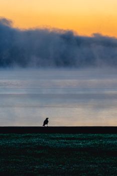 Silhouette of a bird at sunrise by misty water, creating a serene and atmospheric scene.
