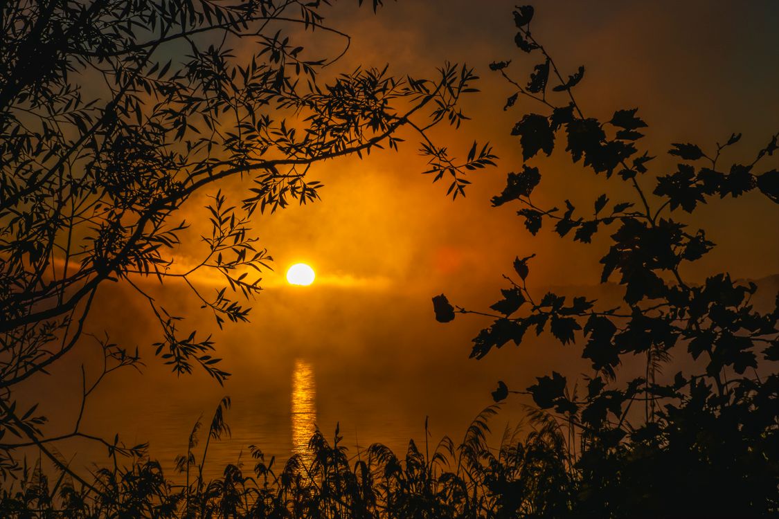 Serene Sunrise with Silhouetted Trees · Free Stock Photo