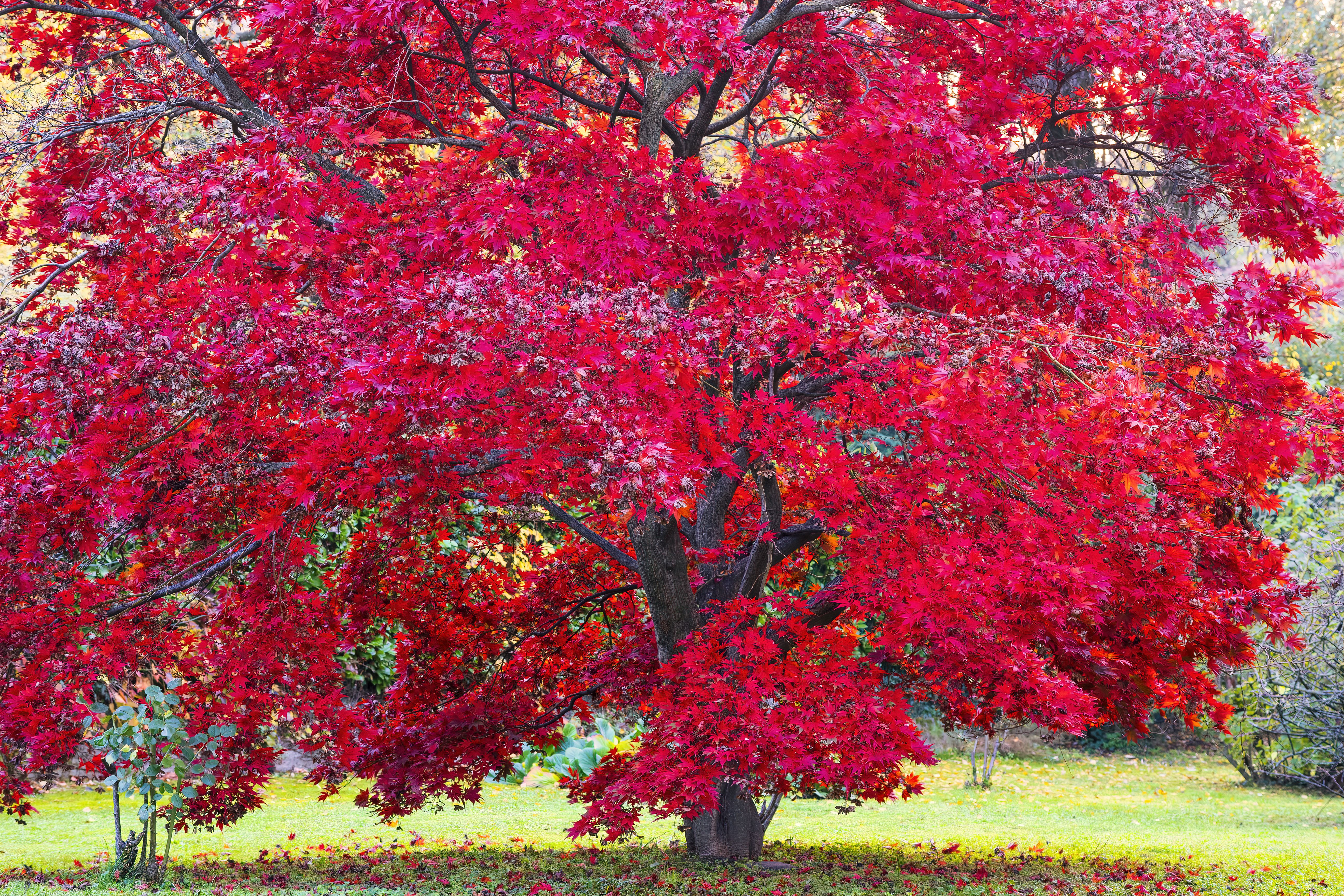 Vivid red maple tree in full autumn colour — healthy maple after proper pruning in Surrey BC