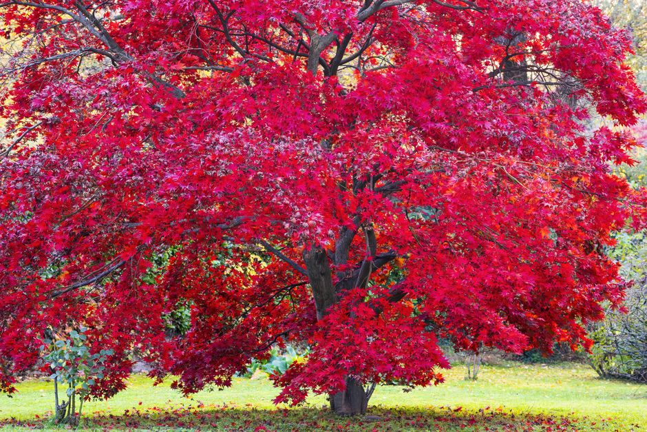 Vivid red maple tree in full autumn colour — healthy maple after proper pruning in Surrey BC