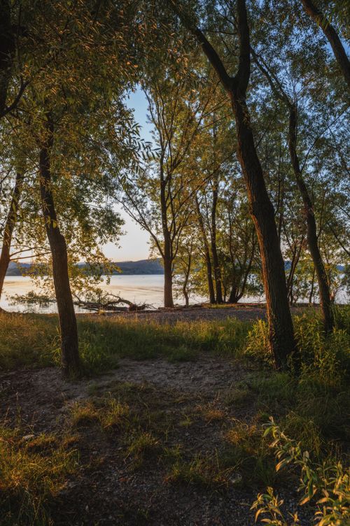 Free Peaceful forest view with trees by a lakeside at sunset, creating a warm and serene atmosphere. Stock Photo