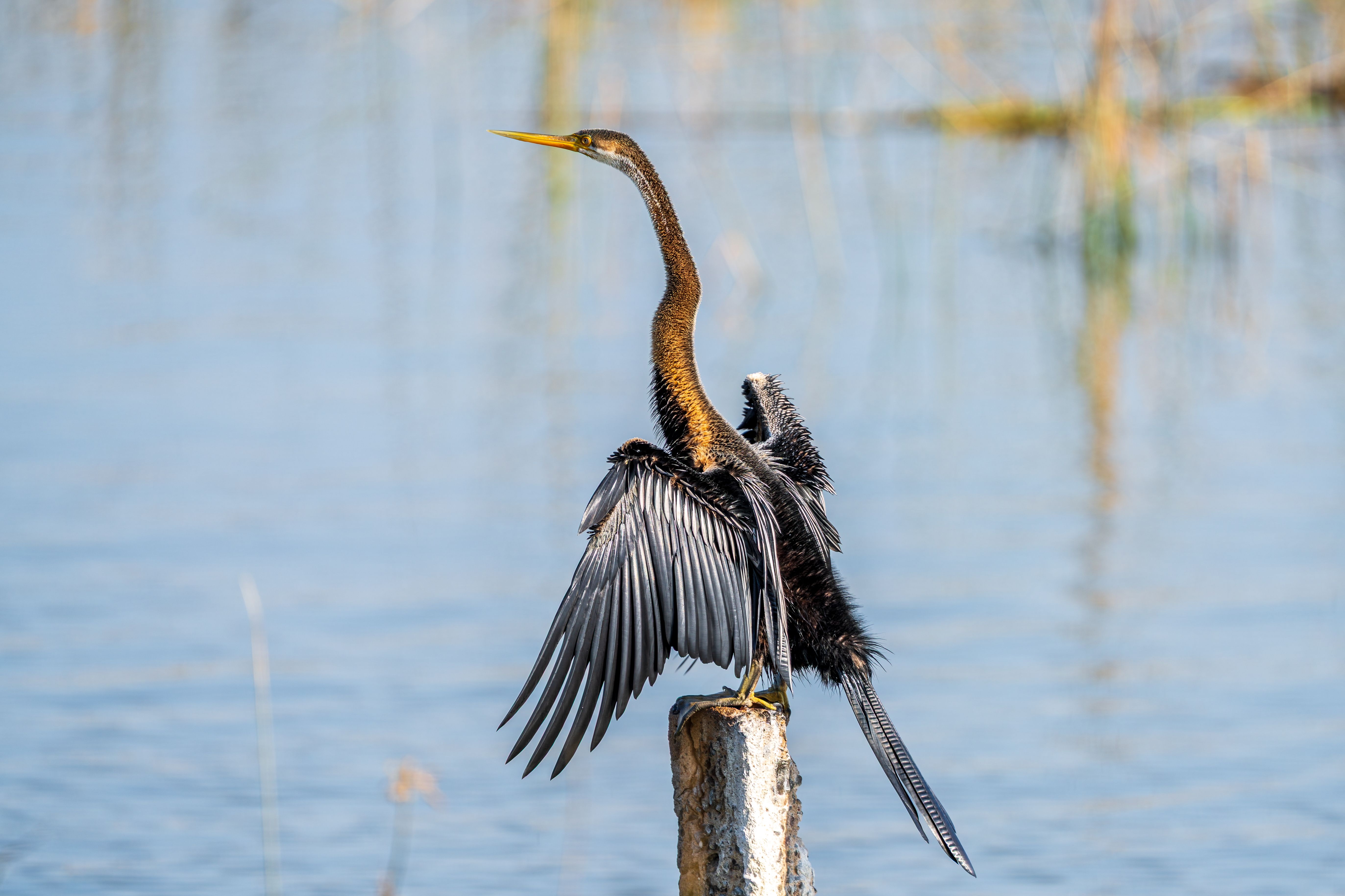Featured image for the article: Bengaluru lake waste traps Indian darters, rescuers say