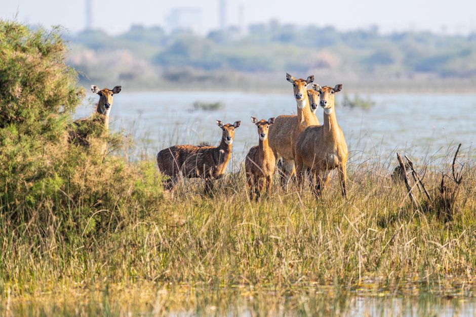 Birdwatching Safari at Okhla Sanctuary