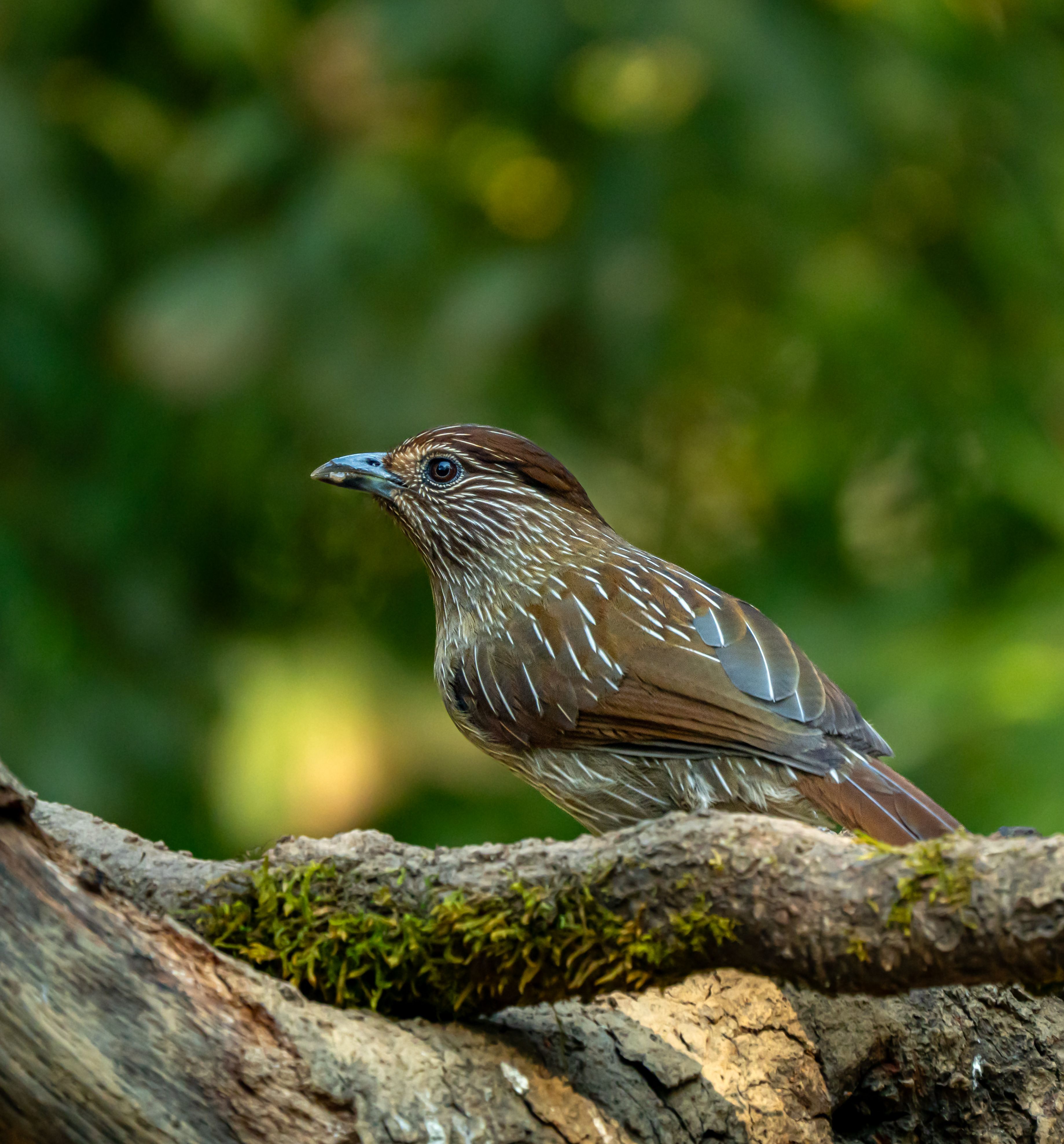 Bird Watching