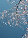 Spring Blossoms on a Clear Blue Sky Background
