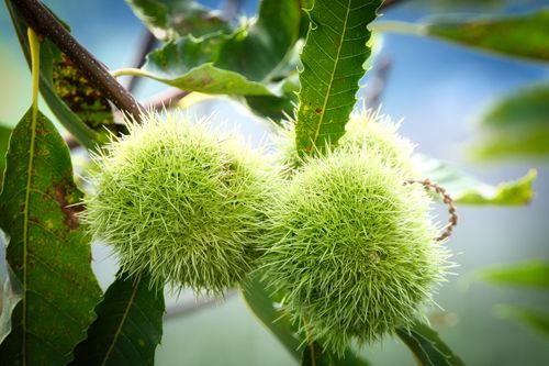 Free Close-up of green chestnut burrs on tree branch outdoors in Karlsruhe, showcasing vibrant summer foliage. Stock Photo