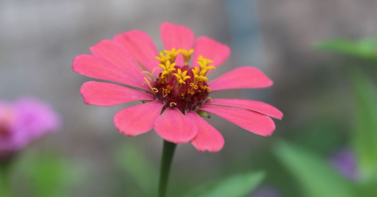 Exploring the Cross Timbers: Flower Mound's Best Hiking and Trail System