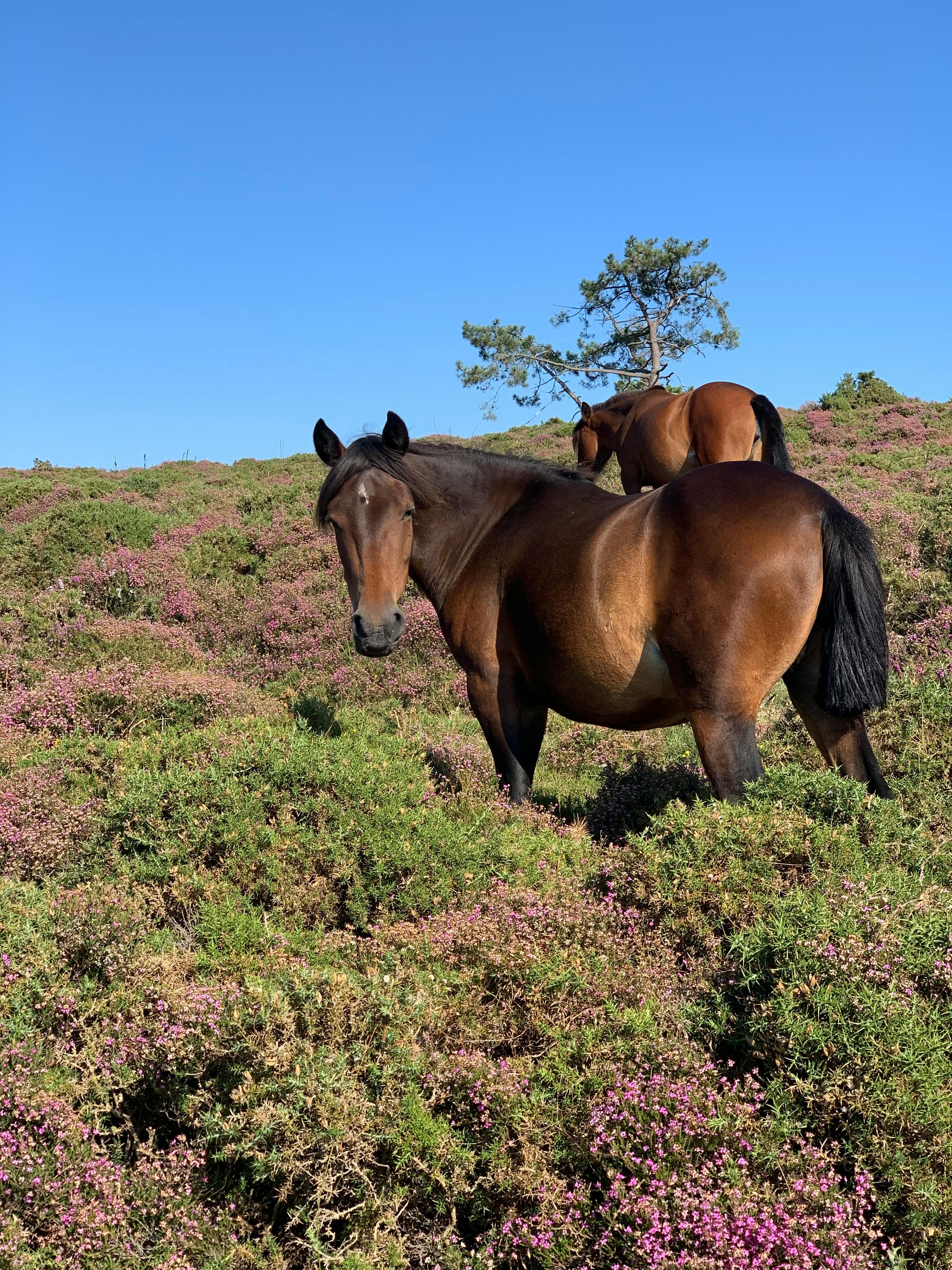 Two wild horses graze on a lush hillside covered in blooming heather. Captured on a sunny day.